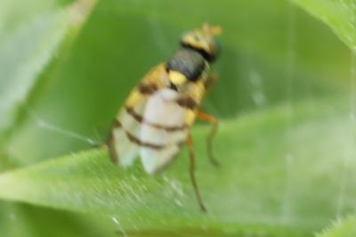 <i>Urophora solstitialis</i>