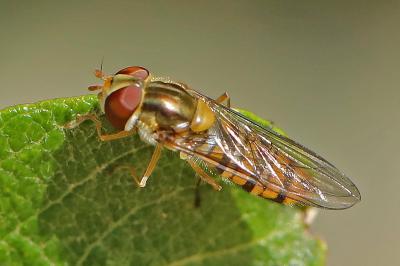 <i>Episyrphus balteatus</i>