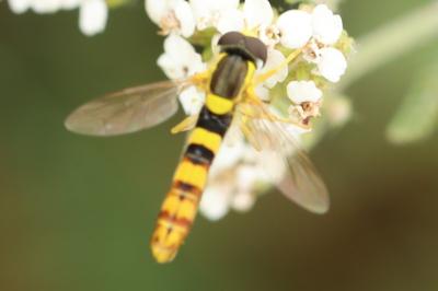<i>Sphaerophoria scripta</i>