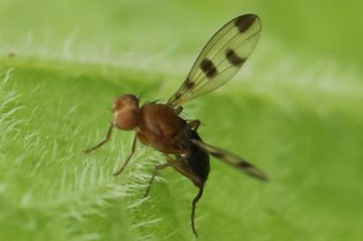 <i>Geomyza tripunctata</i>