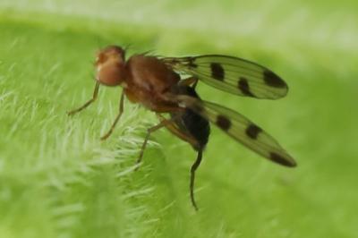 <i>Geomyza tripunctata</i>