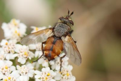 <i>Tachina praeceps</i>