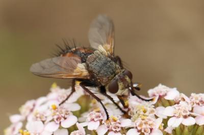<i>Tachina praeceps</i>