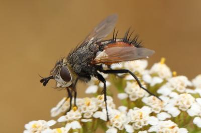 <i>Tachina praeceps</i>