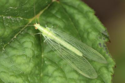 <i>Chrysoperla</i>