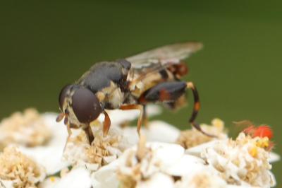 <i>Syritta pipiens</i>