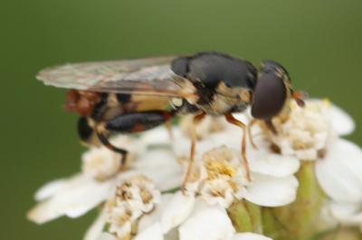 <i>Syritta pipiens</i>