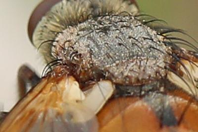 <i>Tachina praeceps</i>