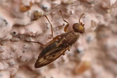 <i>Opomyza germinationis</i>