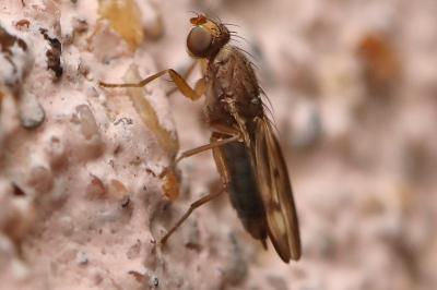 <i>Opomyza germinationis</i>