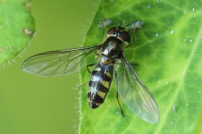 <i>Meliscaeva auricollis</i>