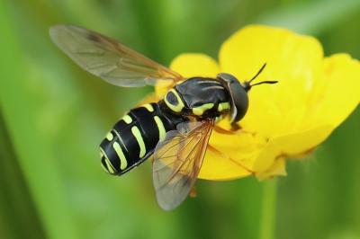 <i>Chrysotoxum festivum</i>