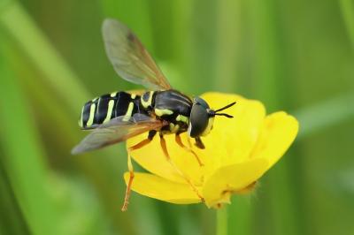 <i>Chrysotoxum festivum</i>