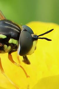 <i>Chrysotoxum festivum</i>