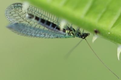 <i>Chrysopa perla</i>
