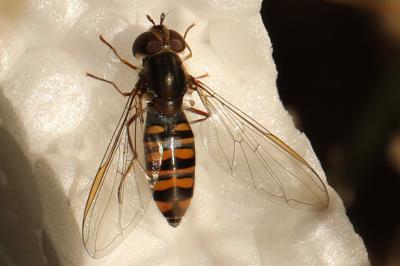 <i>Episyrphus balteatus</i>