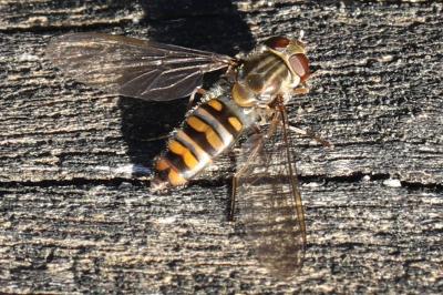 <i>Episyrphus balteatus</i>