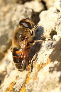 <i>Eristalis tenax</i>