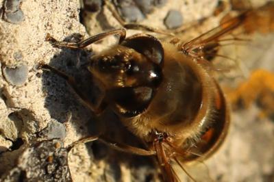 <i>Eristalis tenax</i>