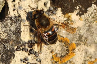 <i>Eristalis tenax</i>