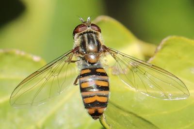 <i>Episyrphus balteatus</i>