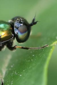 <i>Chloromyia formosa</i>