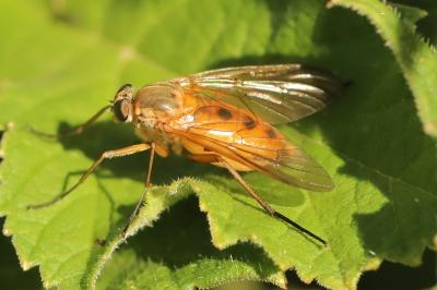 <i>Rhagio tringarius</i>