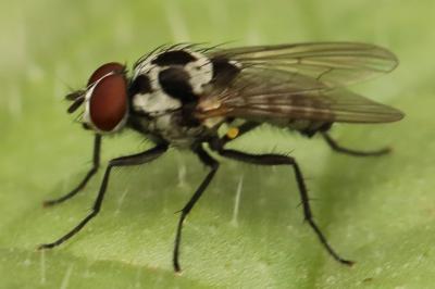 Anthomyia procellaris