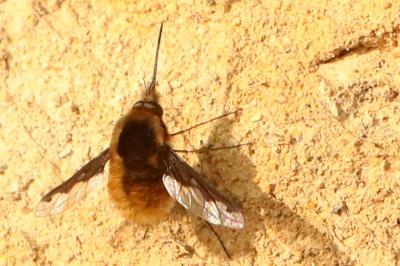 <i>Bombylius major</i>