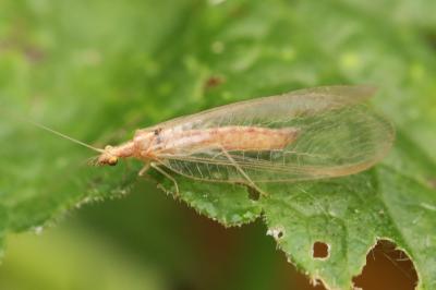 <i>Chrysoperla</i>