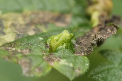 <i>Dasineura urticae</i>