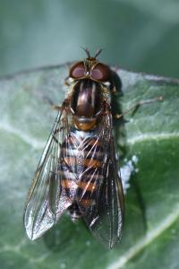<i>Episyrphus balteatus</i>