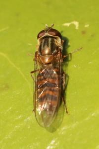 <i>Episyrphus balteatus</i>