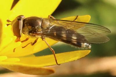 <i>Meliscaeva auricollis</i>