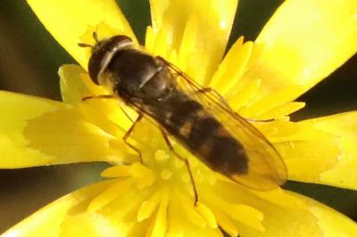 <i>Meliscaeva auricollis</i>