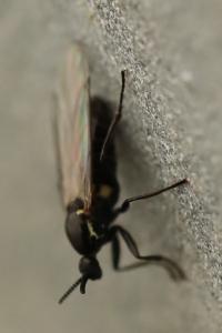 <i>Scatopse notata</i>