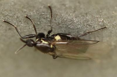 <i>Scatopse notata</i>