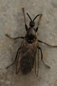 <i>Scatopse notata</i>