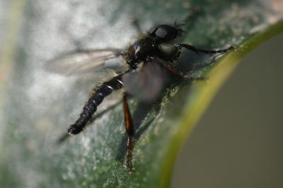<i>Bibio lanigerus</i>