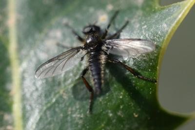 <i>Bibio lanigerus</i>