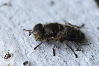 <i>Eristalinus aeneus</i>
