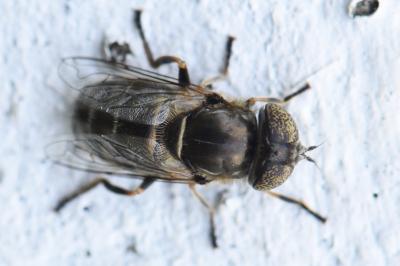 <i>Eristalinus aeneus</i>