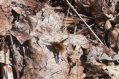 <i>Bombylius major</i>
