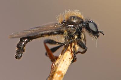 <i>Bibio lanigerus</i>