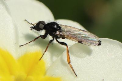 <i>Bibio johannis</i>