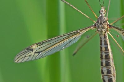 Tipula lateralis