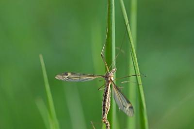 <i>Tipula lateralis</i>