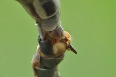 Tipula lateralis