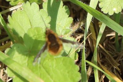 <i>Bombylius major</i>