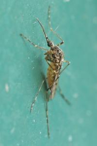 <i>Culiseta annulata</i>